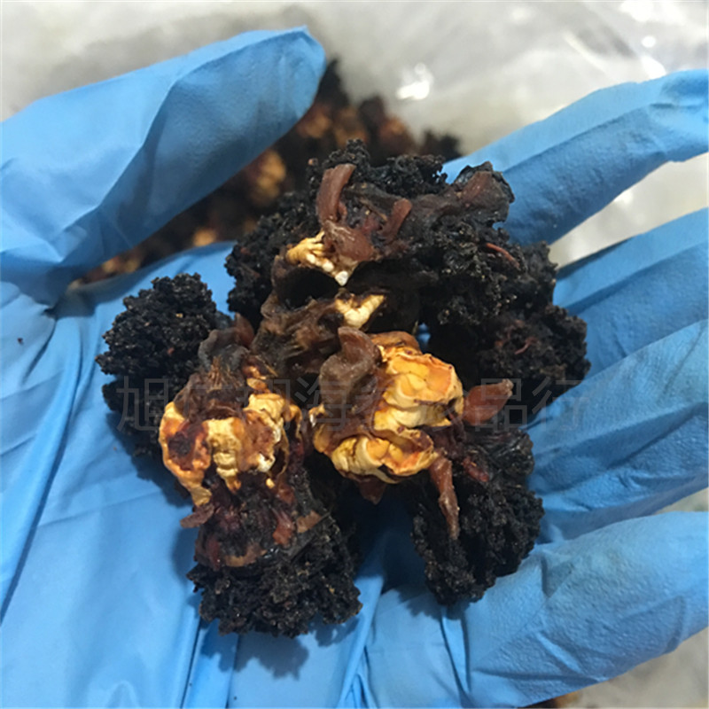 黑色花v黑色野生海参花500g**白色的海参肉肉,桔黄色的籽卵筋,牛奶甜瓜和海参图片