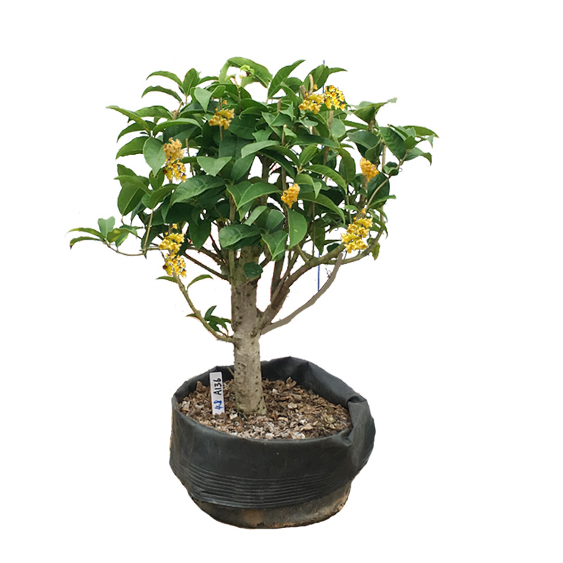 天香台阁桂花盆栽树苗植物一物一拍月月桂带花开盆景含盆原生矮株