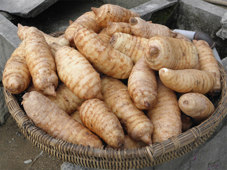 现挖天麻 大别山野生新鲜天麻 600克包邮 活冬天麻 特级 野生新鲜