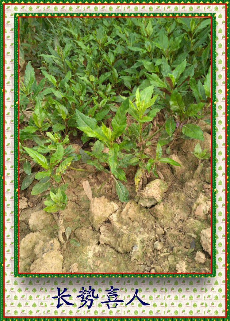 全国包邮一件20株/紫背菜种苗 紫背天葵苗 观音菜 补血皮菜 蔬菜_7折