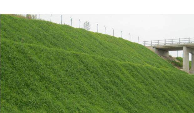 护坡固土草种 护坡草种子草籽 绿化草坪种子四季青耐旱抗热护坡王