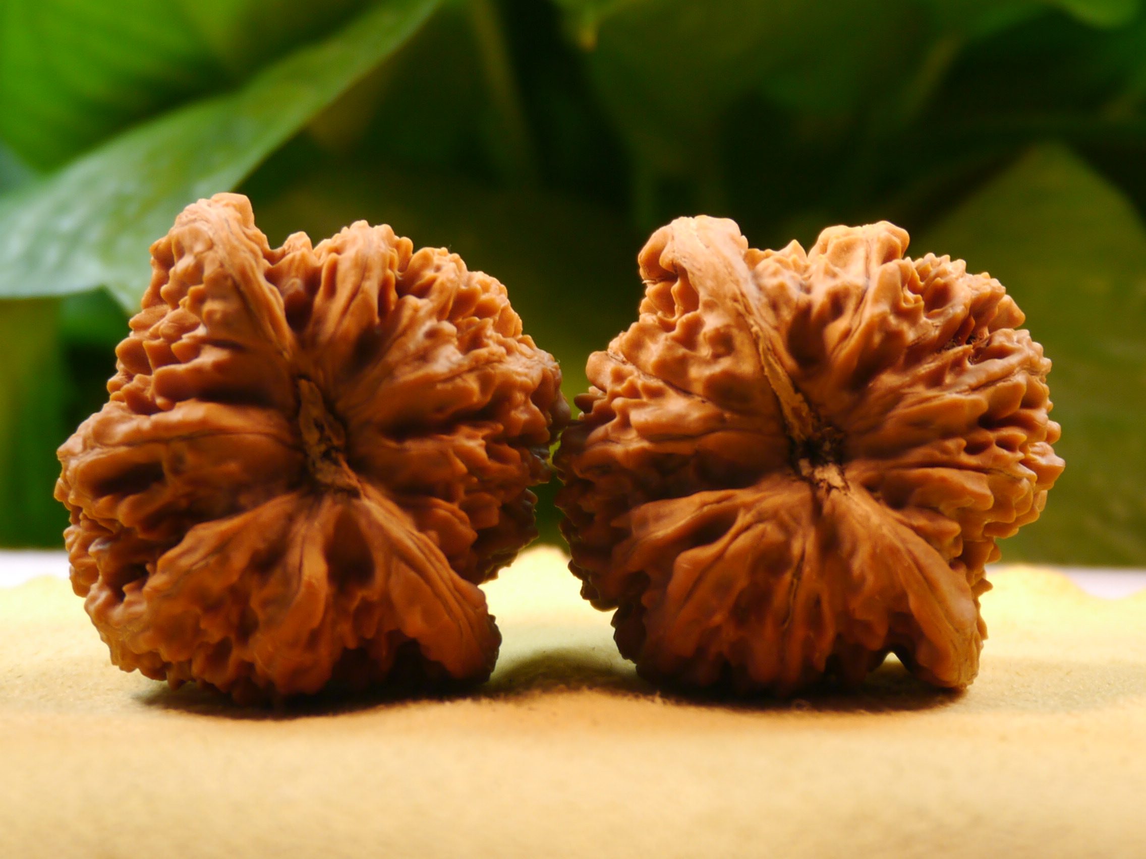 精品满天星狮子头文玩核桃 精品百花山 46mm满天星狮子