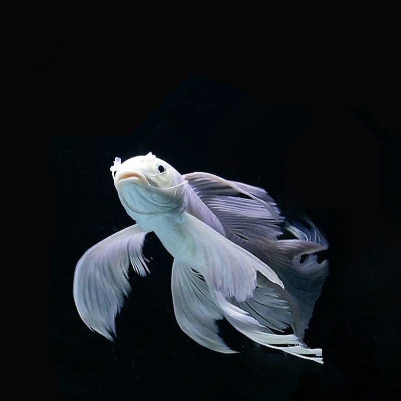 台湾纯血白金蝴蝶龙鲤 短身长尾蝴蝶鲤鱼 金龙红龙虹鱼配鱼冷水鱼