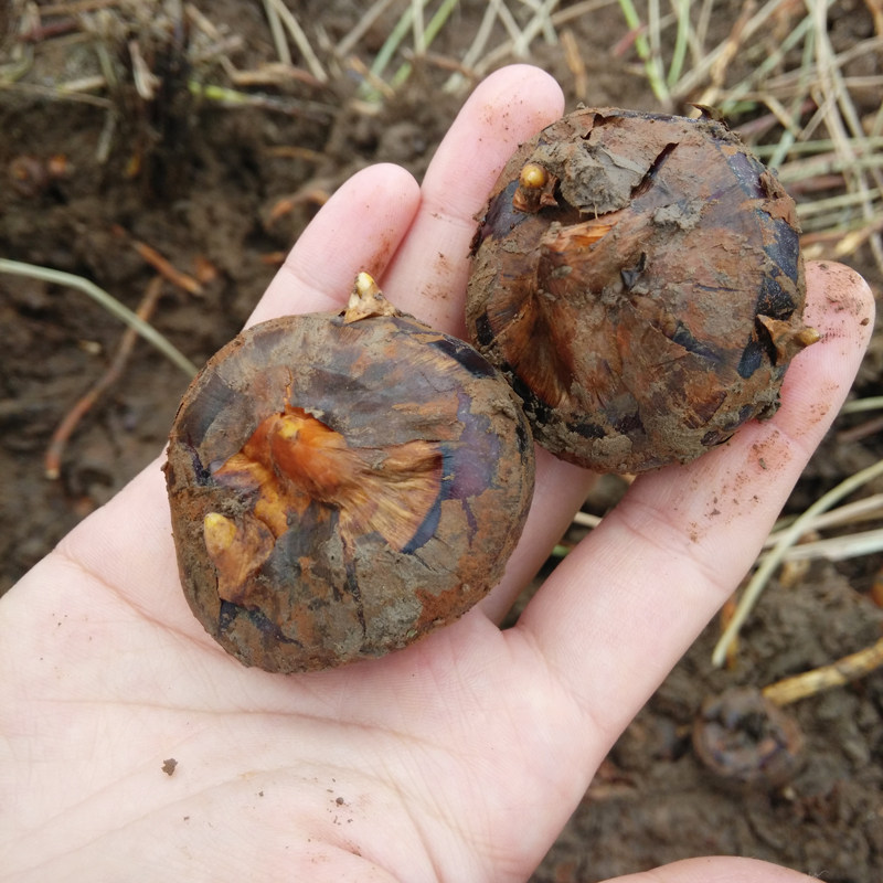 宜昌枝江特产农家荸荠葱藕薯葱蒲湖北特产蒲荠南荠新鲜马蹄5斤装