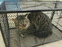 Catch Cat Thever Rat Clips Large iron cage Full automatic rat cage large old rat cage oversized catching cat tool