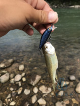 Japanese Mino Mino 4 5cm submerged mandarin fish bait Army bait Perch bait Horse mouth bait War mouth bait Luya bait