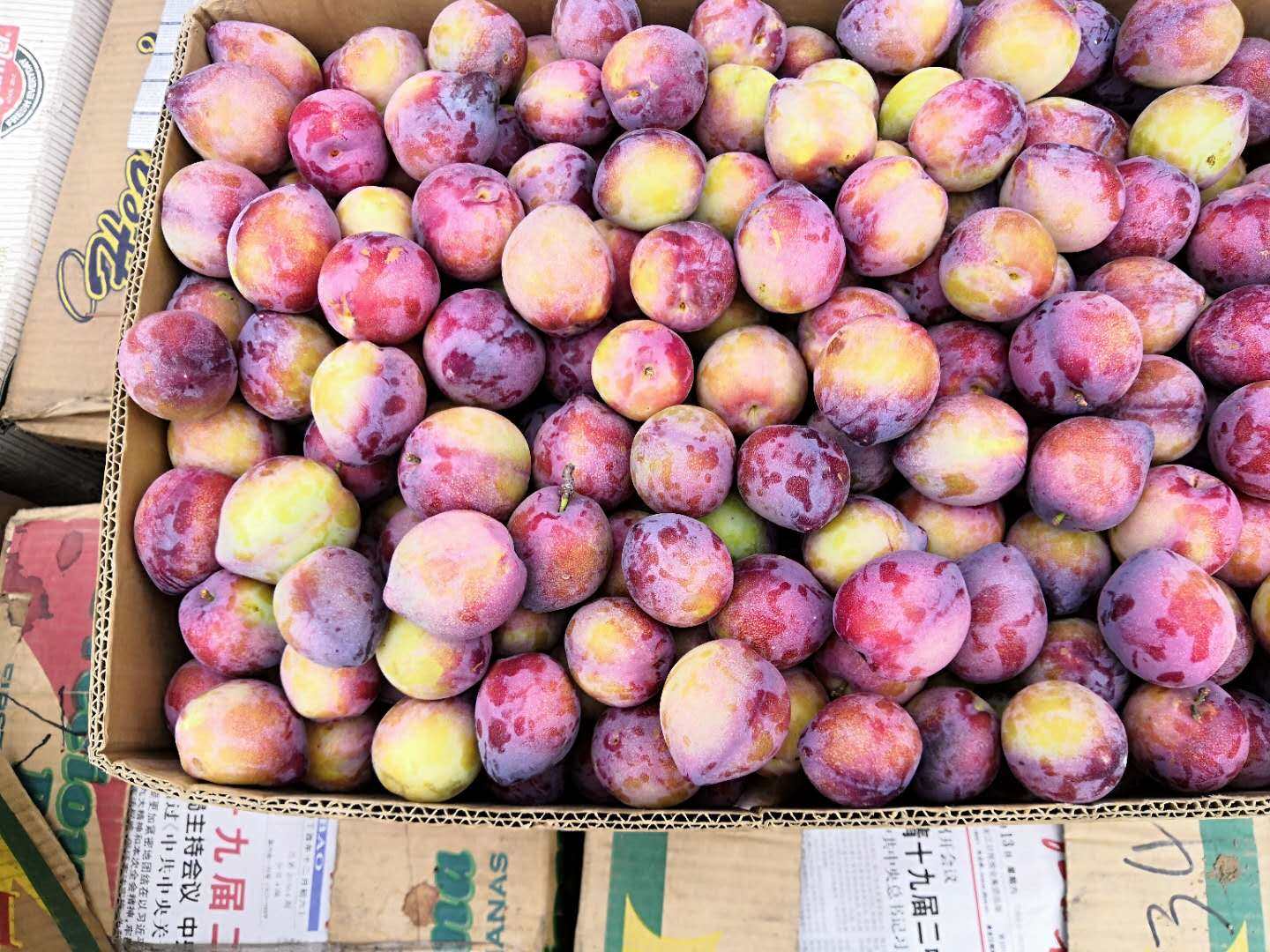 东北干核李子黑龙江现货新鲜酸甜孕妇水果干碗桃李子包邮5斤装