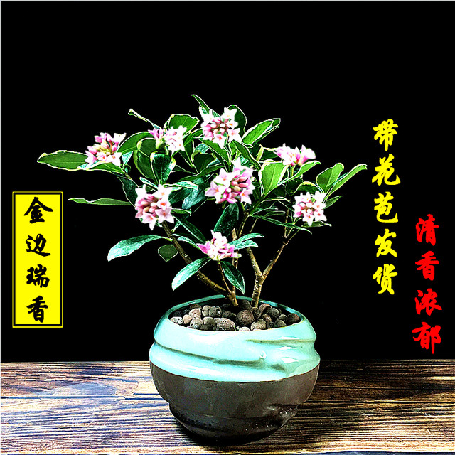 ພະນົມເປນ Daphne potted pile old-scented flower plant indoor flower room living winter ທົນ​ທານ​ຕໍ່​ຄວາມ​ເຢັນ​ແລະ​ງ່າຍ​ທີ່​ຈະ​ປູກ​ດອກ​ໄມ້​ໄດ້​ຢ່າງ​ຕໍ່​ເນື່ອງ