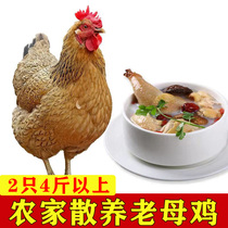 2 fresh old hen native chicken grass chicken authentic Native chicken fresh whole chai chicken stupid chicken running pheasant free native chicken