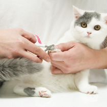 Cat Nail Clippers Special God Instrumental Dogs Teddy Small Dog Nail Clippers Nail Clippers Fingernail Trim Steel Not Cracked