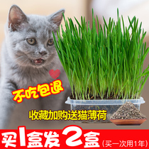 Catnip Seeds Catnip Cat Snacks Hairball Hair Cream Catnip Hydroponic Seed planting kit Cat Supplies