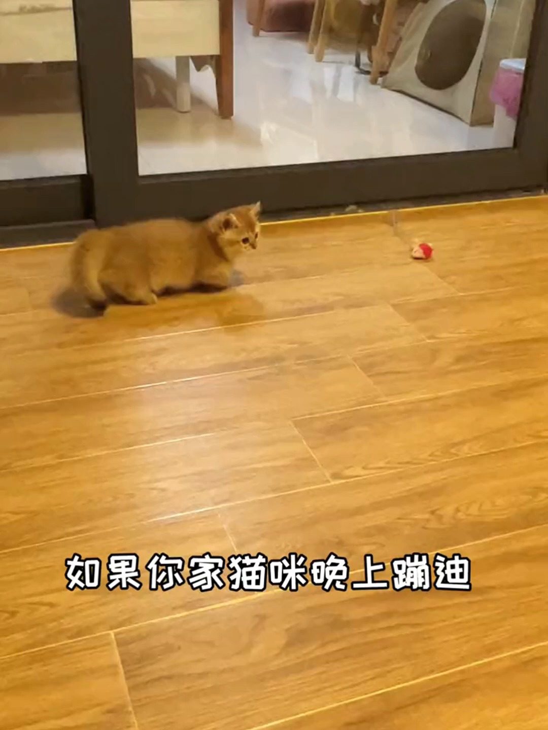 汪星人的冰淇淋车店同款猫隧道太上头了