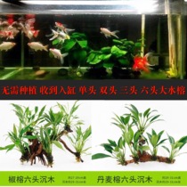 Sunken Wood water grass water Banyan living lazy aquarium fish tank decoration purification water quality soilless stem freshwater plants