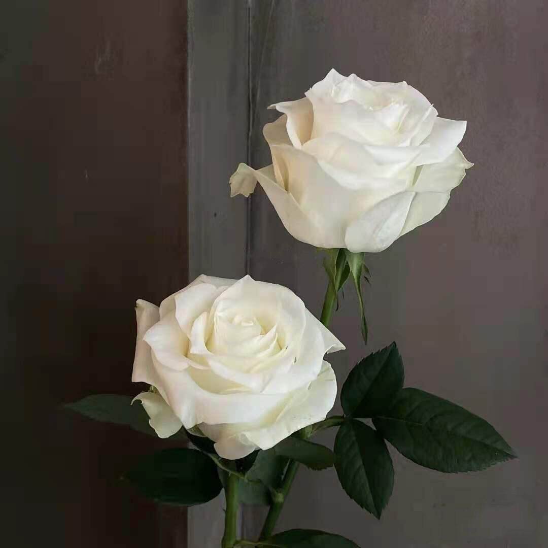 骄傲白色玫瑰云南鲜花直发母亲节花真花空运包邮花卉昆明斗南市场