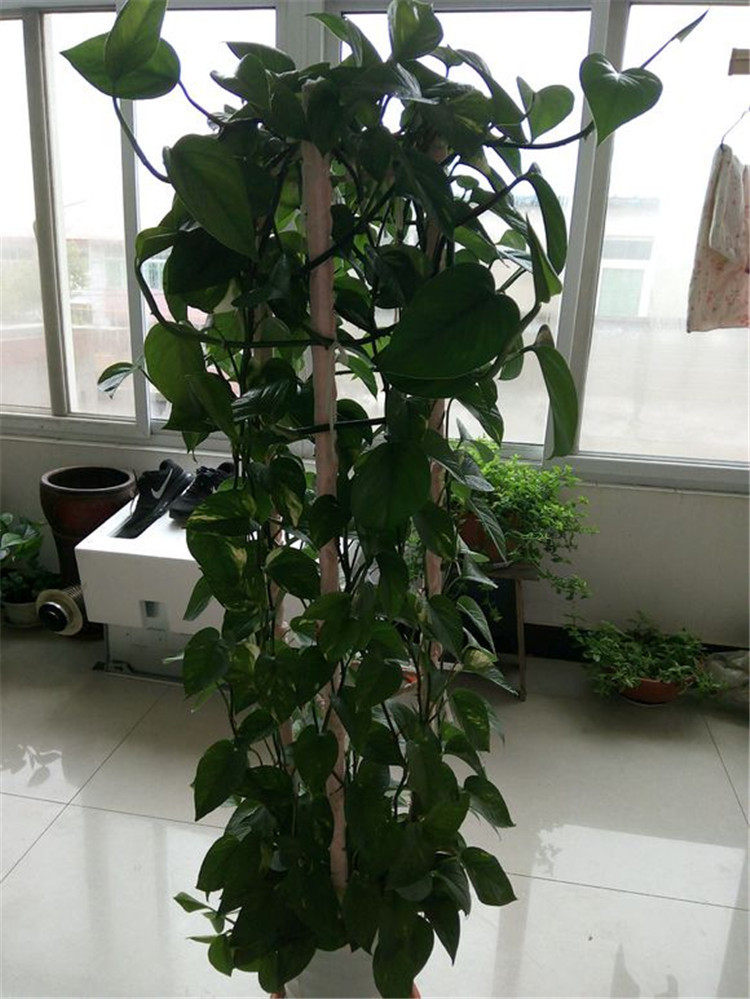 养绿萝用特效水,绿萝蹭蹭长,茎比手指粗