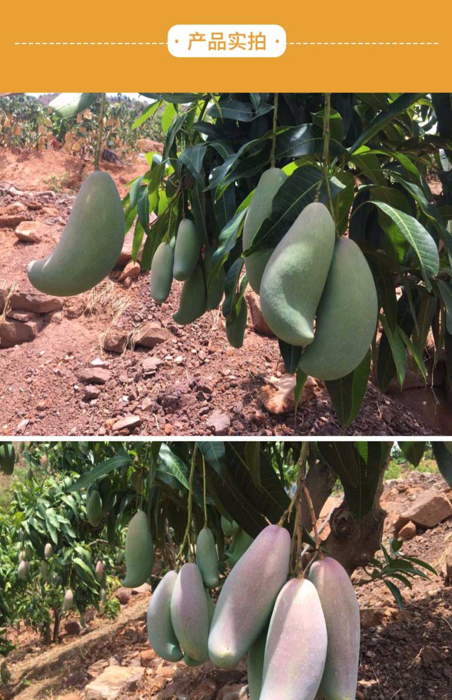 泰国释迦摩尼芒果新鲜水果应季青芒香甜大芒果 拍2件发带箱4斤装_爱发