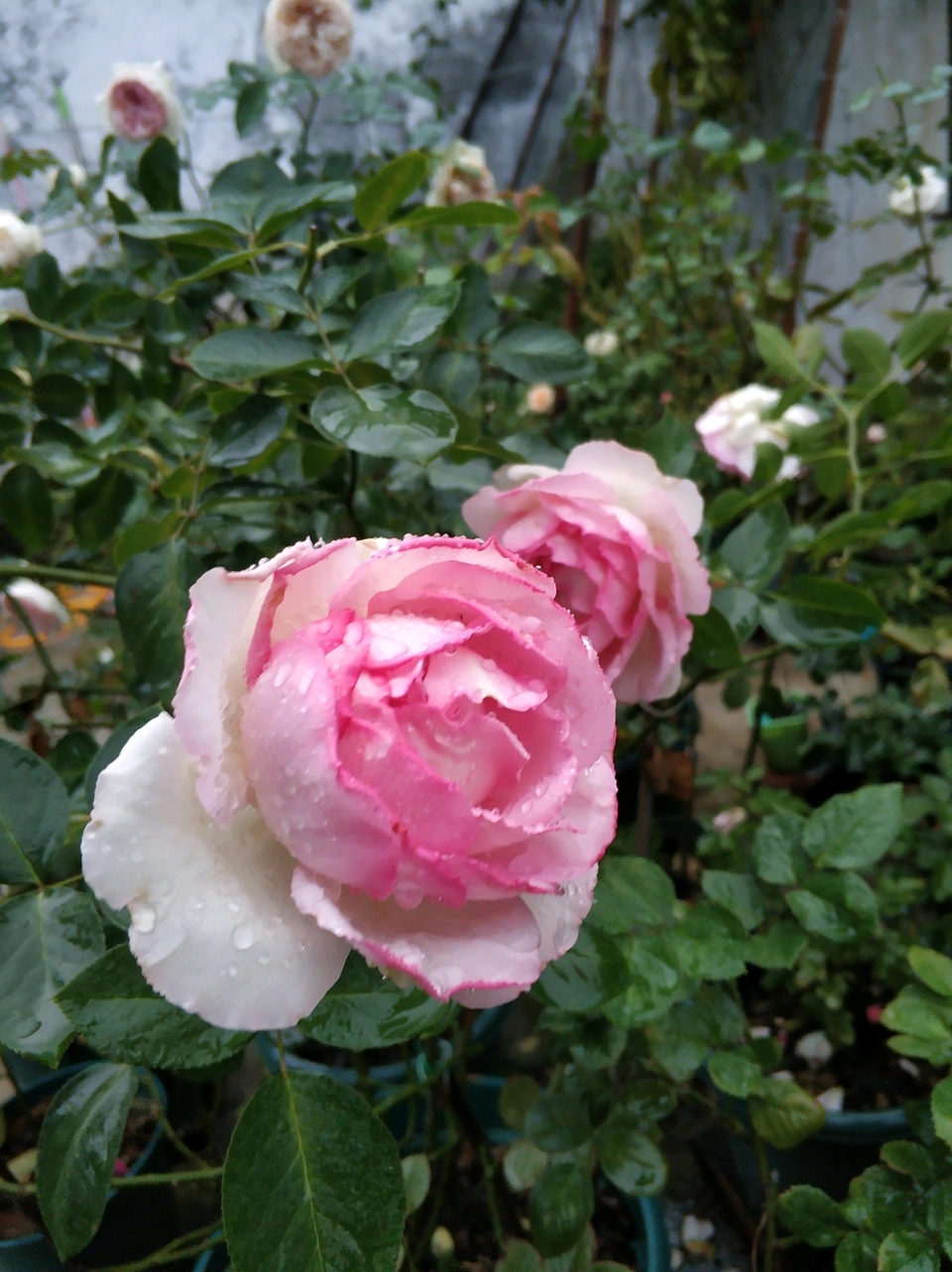 伊芙系列月季贵族香水大花浓香型根接大苗易成活