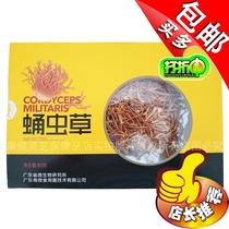 (Sanvotian Xiazhi health care)Guangdong micro brand Cordyceps militaris flower north cordyceps fruiting body 80g boxed good quality