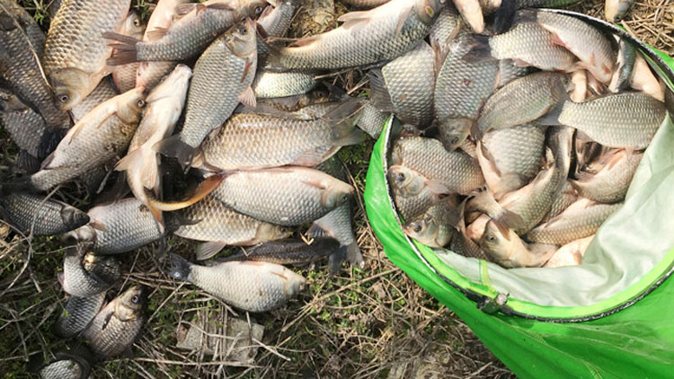 老化教你夏季钓鲫鱼,爆护如神助