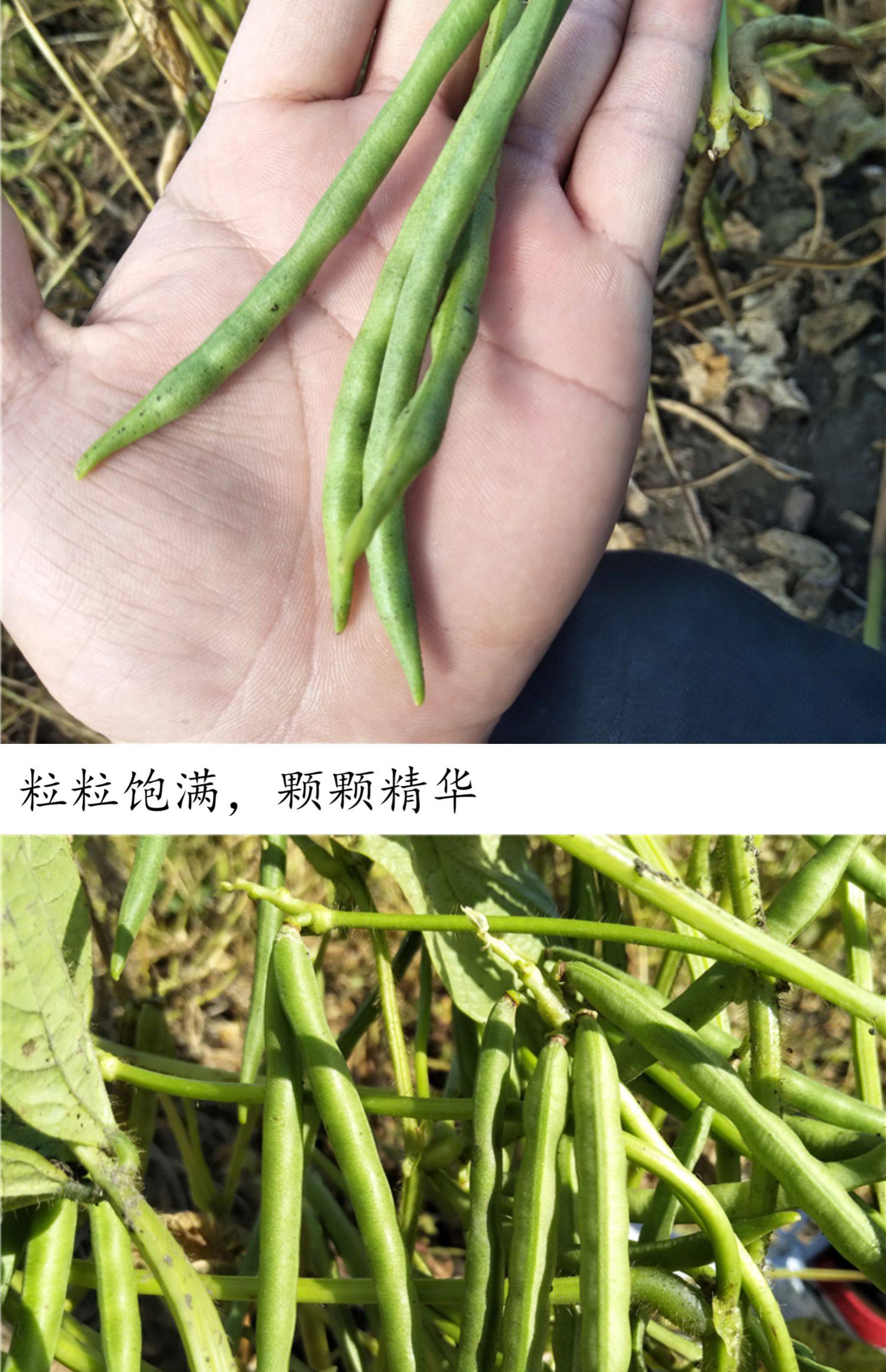 东北红小豆农家自产免邮纯天然黑龙江大红豆杂粮5斤装正宗非赤豆