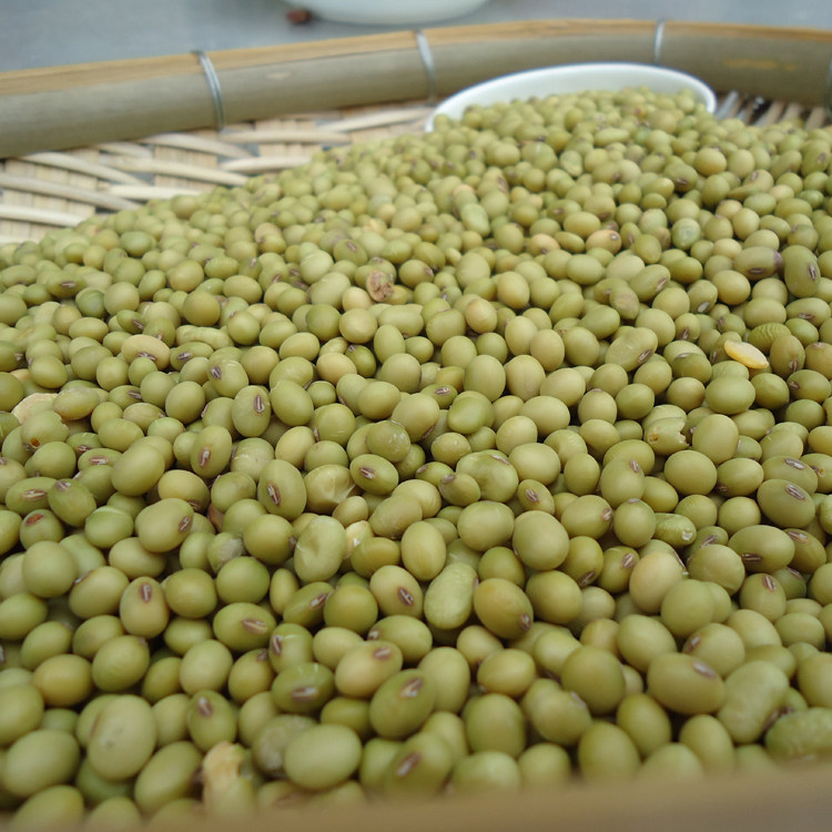 农家杂粮自种小粒黄豆2016非转基因小黄豆新鲜发豆芽专用绿皮黄豆