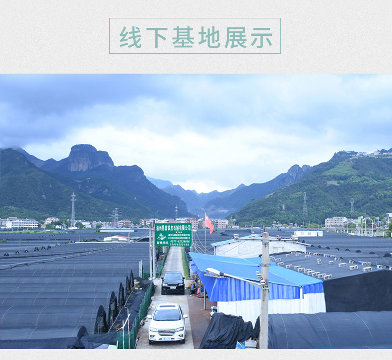 江楠枫兰翅萼铁皮石斛苗米斛石斛介绍