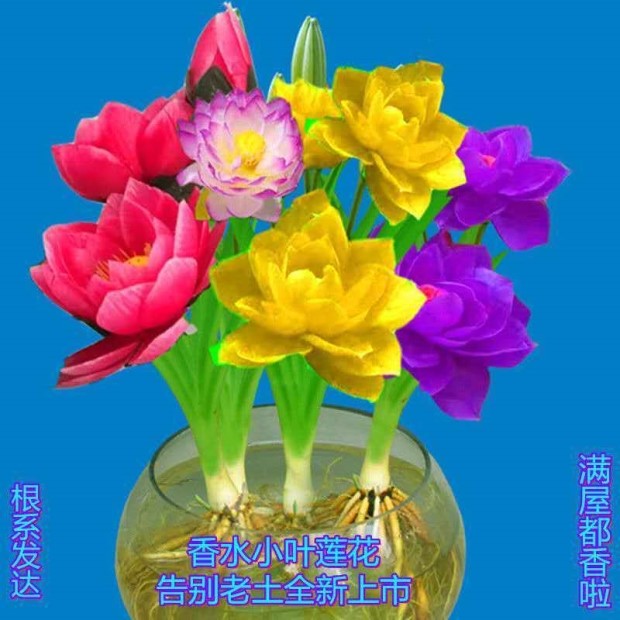 香水莲花四季开花植物室内驱蚊虫阳台绿植好养易活天然芳香水培