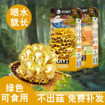 Kindergarten Corra Elf Mushroom Cultivation Bag Diy Baby Family Children Edible Mushroom Plant Observation