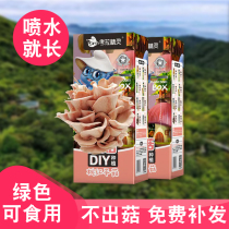 Corra Elf Mushroom Cultivation Pack Diy Family Children Edible Mushrooms Plant Observation Writing Nursery School