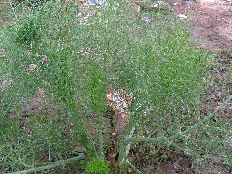 农家十年新鲜老茴香根 疙瘩小茴香杆栽培 茴香种苗