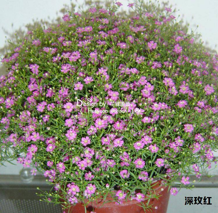 我要改灯 汽车改装配件 优惠券 品种介绍:gypsophila gypsy  满天星