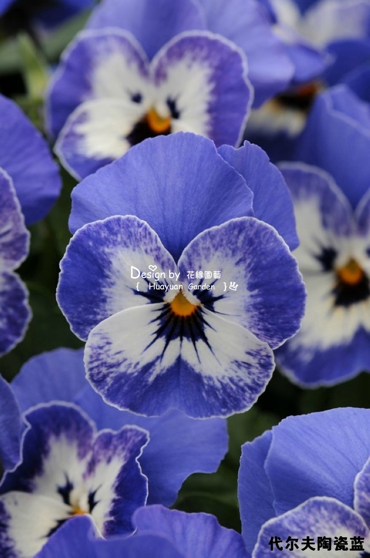 花缘咸菜进口花种美国泛美角堇果汁冰糕系列10粒