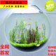 Hydroponic green dill home greenery gardening acrylic wall sticker flower vase water plant horticulture simple flower pot Hydroponic green dill home greenery gardening acrylic wall sticker flower vase water plant horticulture simple flower pot