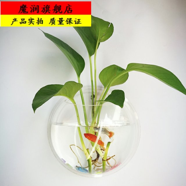 Hydroponic green dill home greenery gardening acrylic wall sticker flower vase water plant horticulture simple flower pot Hydroponic green dill home greenery gardening acrylic wall sticker flower vase water plant horticulture simple flower pot