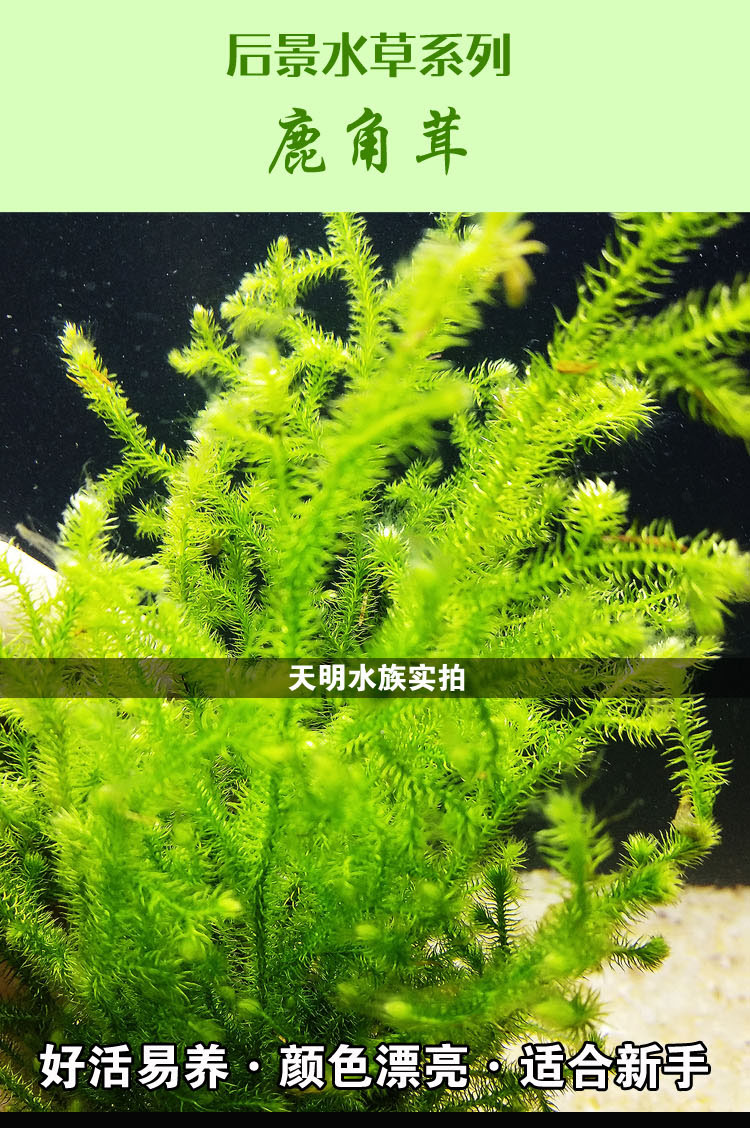 精品鹿角茸活体水草 后景水草翠绿懒人水草 鹿角茸好活易养免邮