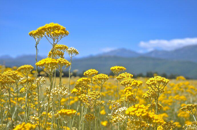 展示与对比:波斯尼亚 有机永久花精油 蜡菊 含高比例意大利酮 活xue化