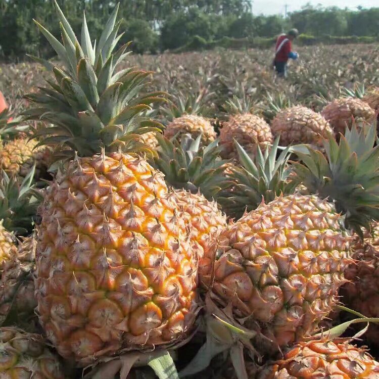 海南三亚 包装方式:食用农产品 水果种类:凤梨 重量(g):2400 产地