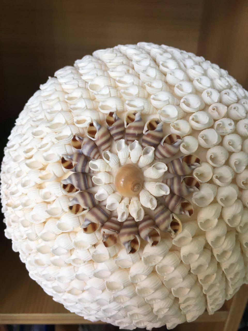 海南三亚正宗海螺贝壳圆球 家居摆件饰品 三亚旅游小礼品 包邮