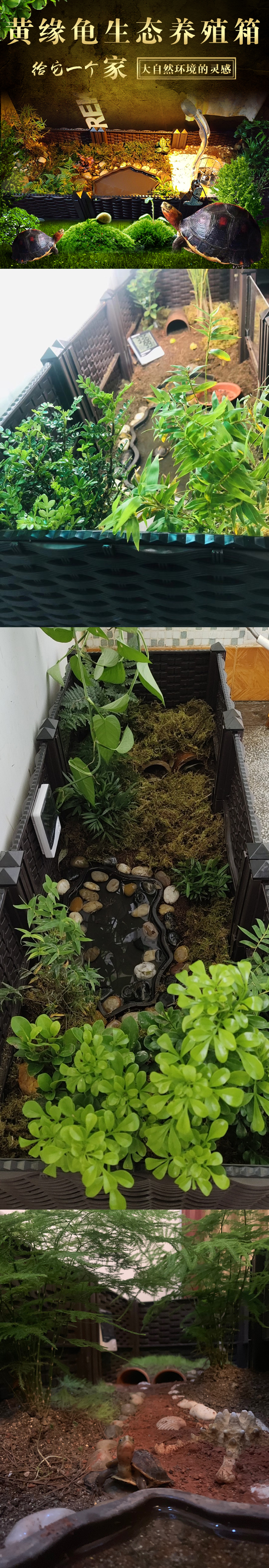 黄缘龟专用缸环境养殖造景半水龟箱雨林养殖垫材黄缘龟龟养殖箱
