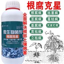 Germany imported root corrosion disease of the bacillus bacillus Hatzomycerium in the dry of the deaths of the German corrosion