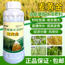 German imported wheat gold wheat high yield special leaf fertilizer producing and spurring spike