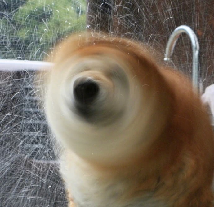 狗狗甩头速度比电风扇还快,一秒多达5次