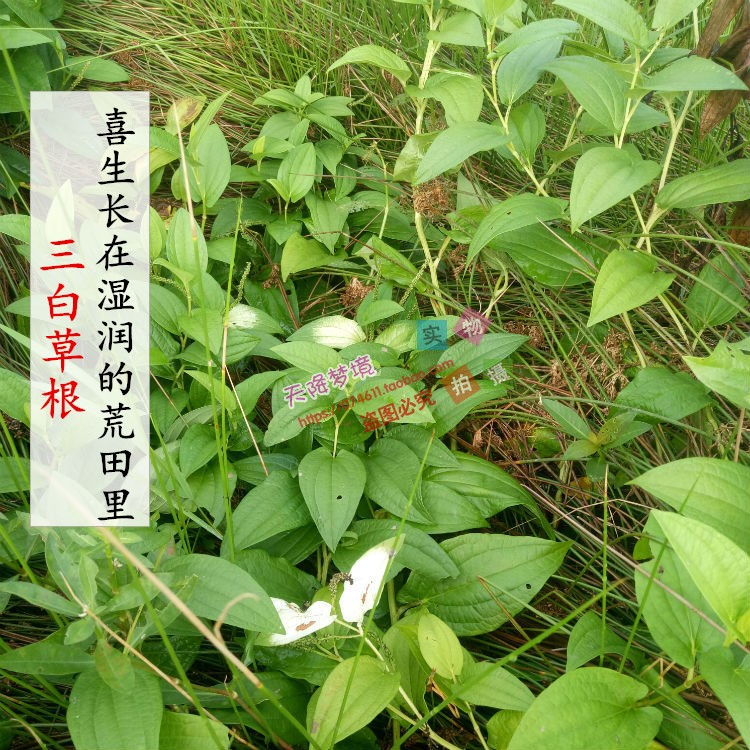 野生新鲜中草药材三白草根水木通三白根 白莲藕白面姑三白草500克