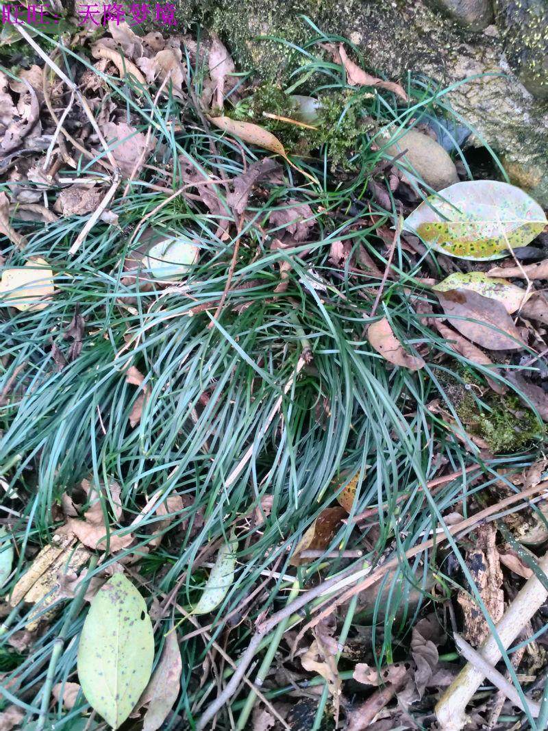 野生草药材新鲜麦冬根沿阶草书带草麦门冬寸冬现挖麦冬根部500克