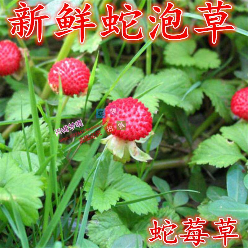 野生新鲜草药材蛇莓草 蛇泡草龙吐珠地杨梅 野草莓蛇果草现采包邮