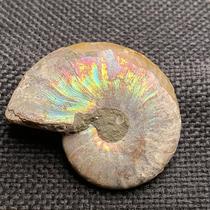 Chrysanthemum petrified stone Nautilus horn snail specimen gift popular science natural rough paleontology teaching ornaments collection