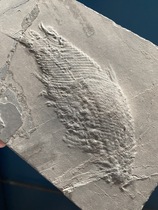 Scaly-toothed fish fossils Natural rough paleontology Natural Ming and Qing Repair collection ornaments Gift specimens Popular science