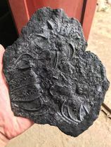 Sea lily fossils Guizhou Yunnan specialty paleontology popular science gift ornaments specimens Qingxiu rough natural ocean