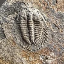 Zhangs worm trilobite scaly-toothed fish fossils Expensive paleontology popular science gift ornaments Qingxiu rough natural