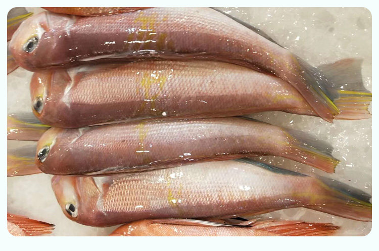 舟山新鲜方头鱼深海大马头鱼鲜活海鲜甘鲷一条拍二条江浙沪皖包邮